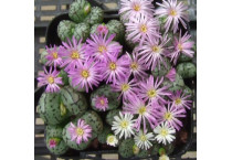 Conophytum - Seed